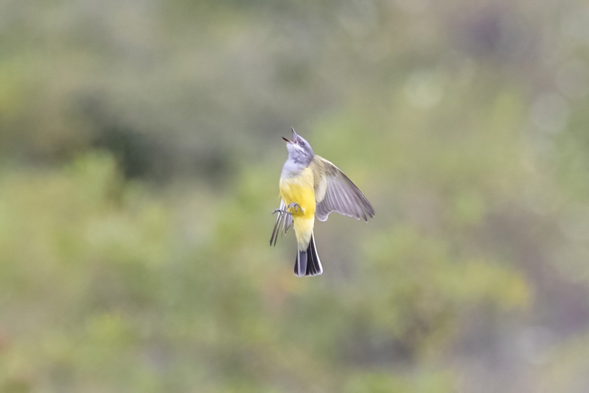 Western Kingbird - ML645500593