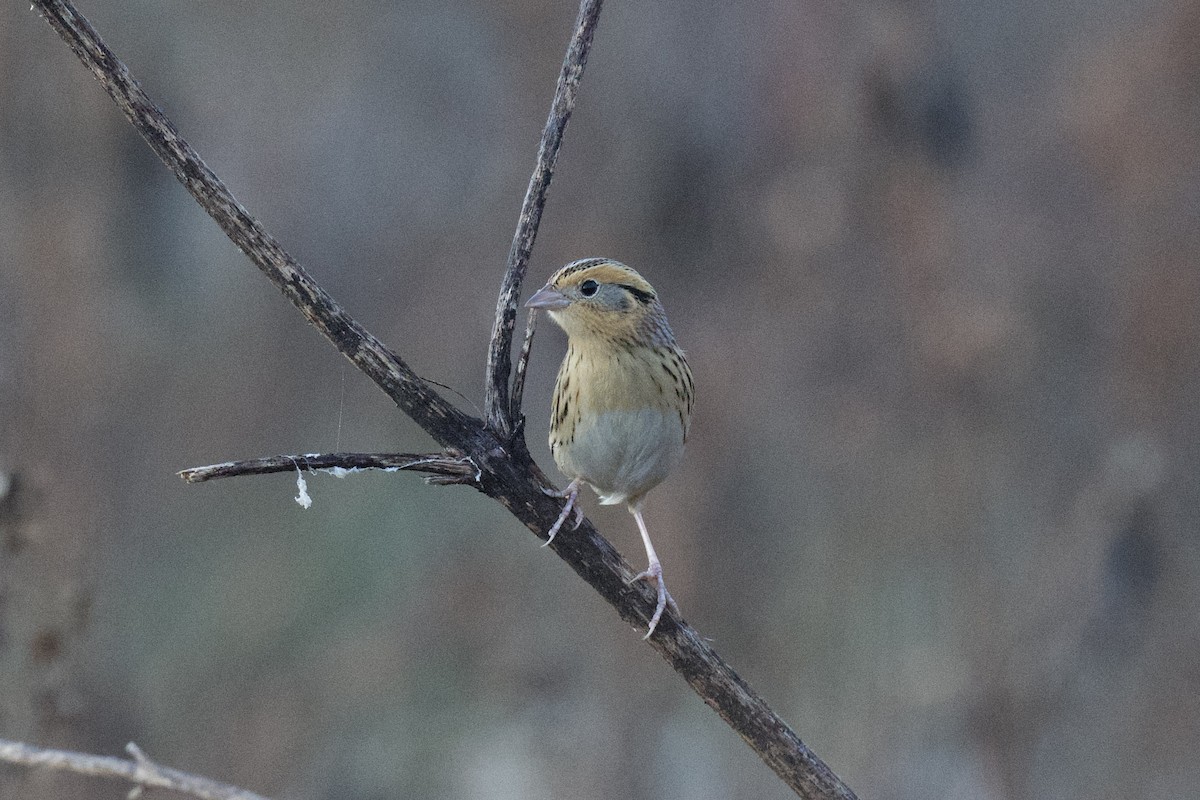 LeConte's Sparrow - ML645500594