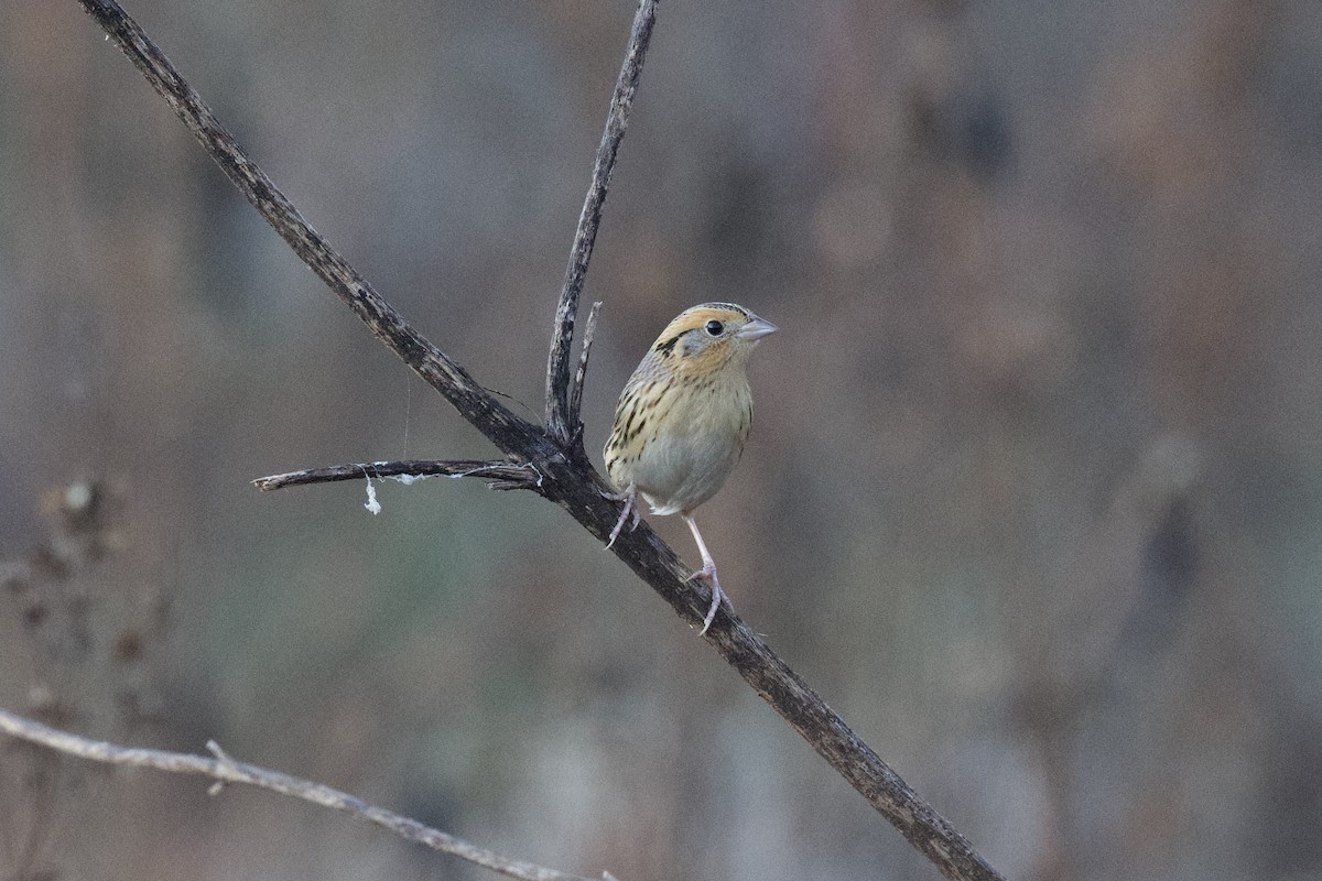 LeConte's Sparrow - ML645500595