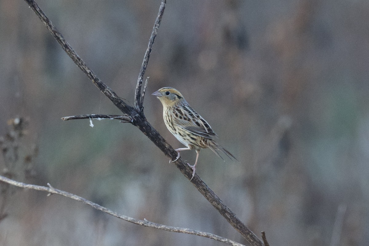 LeConte's Sparrow - ML645500596