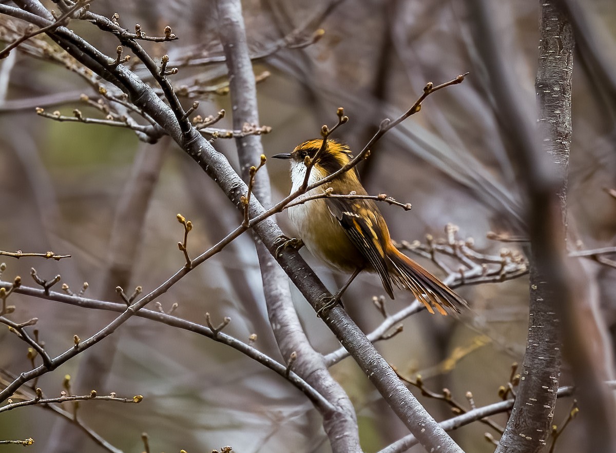Thorn-tailed Rayadito - ML645500598