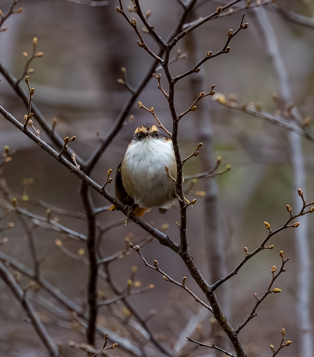 Thorn-tailed Rayadito - ML645500599