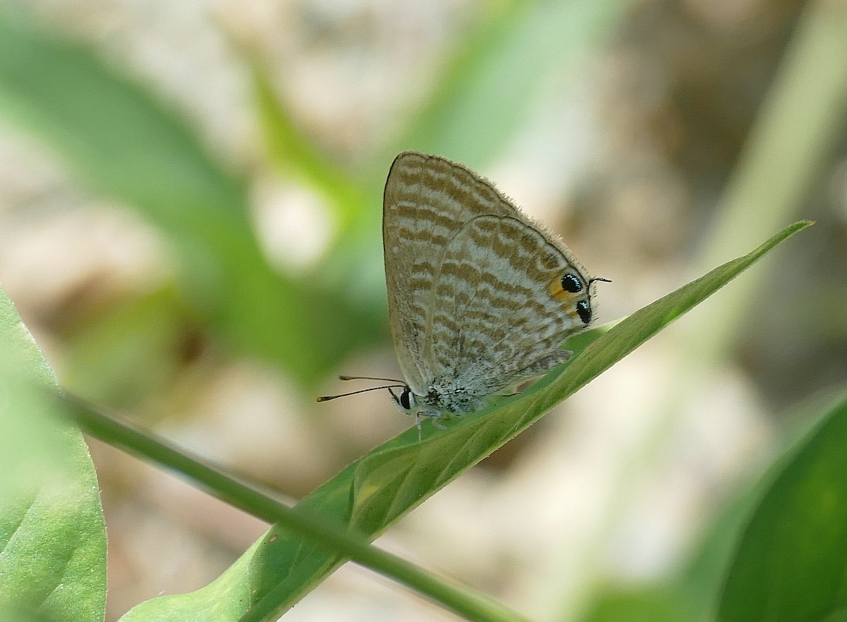 Pea Blue - ML645500600