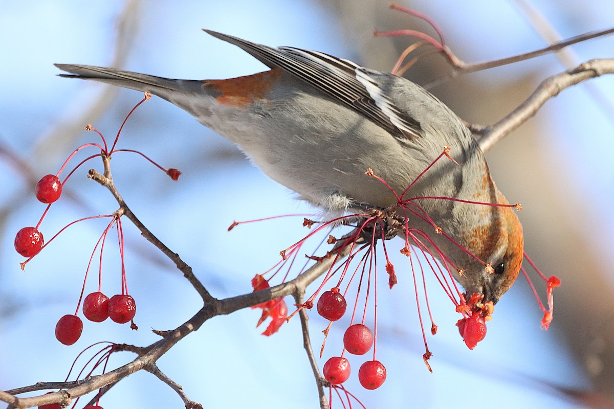 Pine Grosbeak - ML645500601