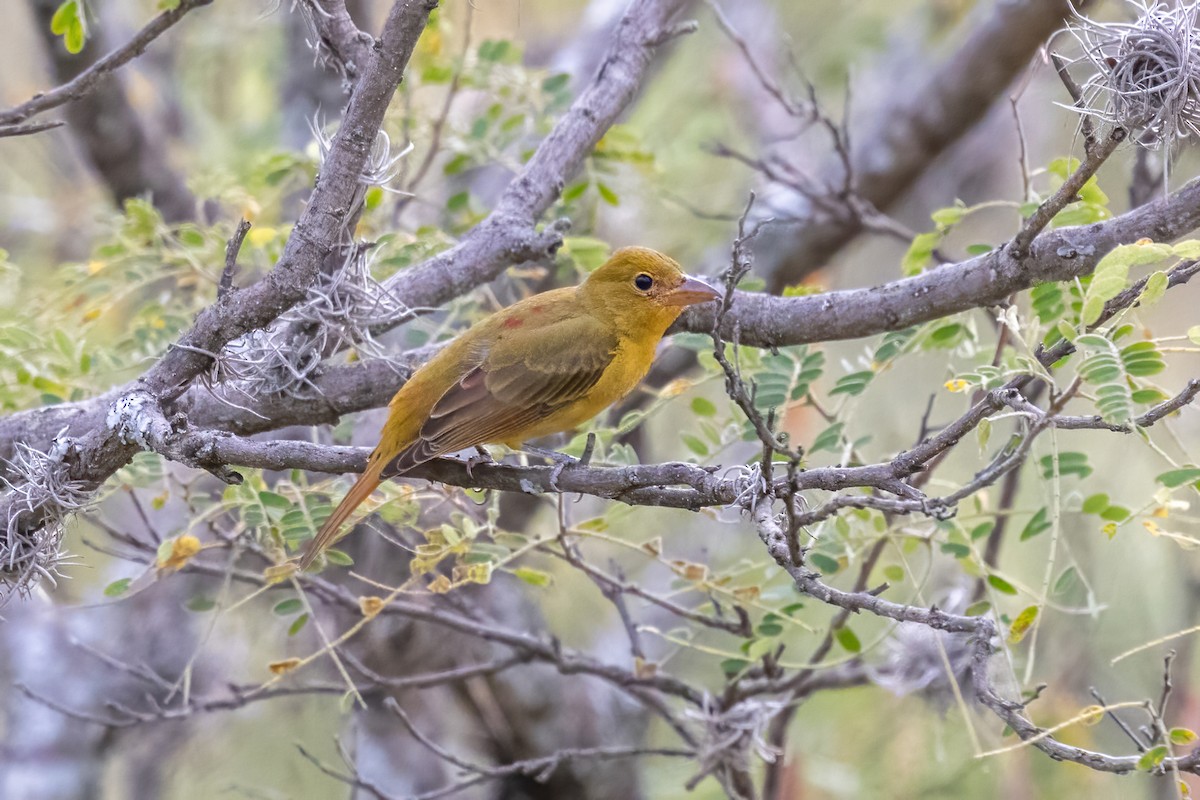 Summer Tanager - ML645500603