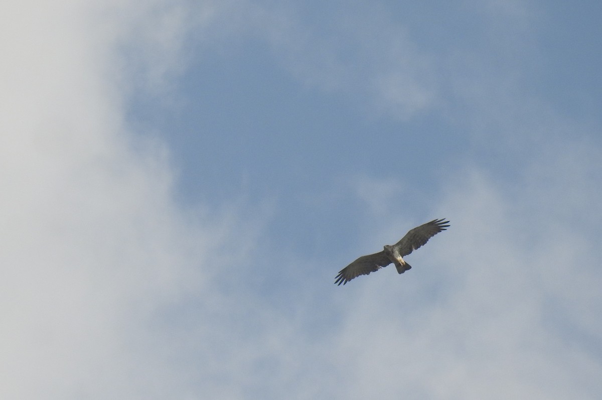 Short-toed Snake-Eagle - ML645500604