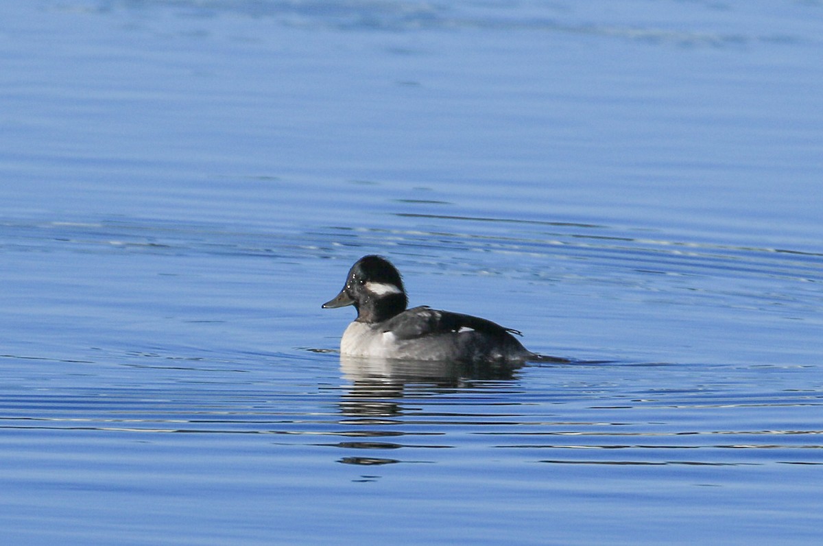 Bufflehead - ML645500605