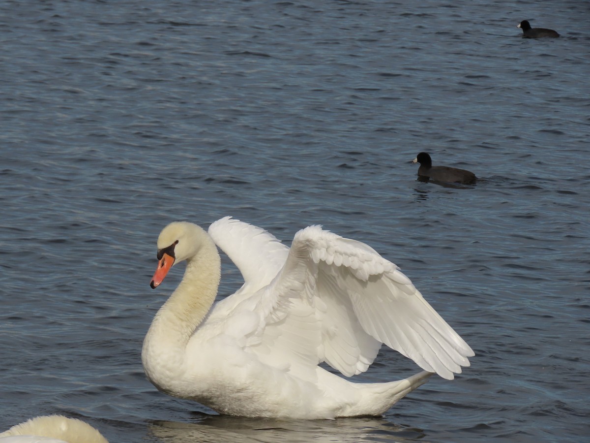 Mute Swan - ML645500606