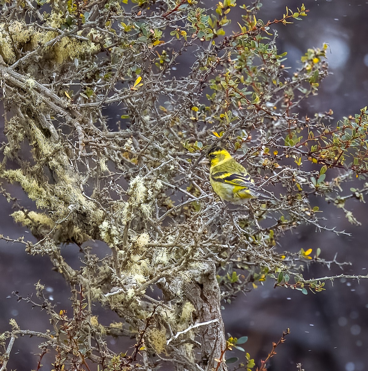 čížek vousatý - ML645500607