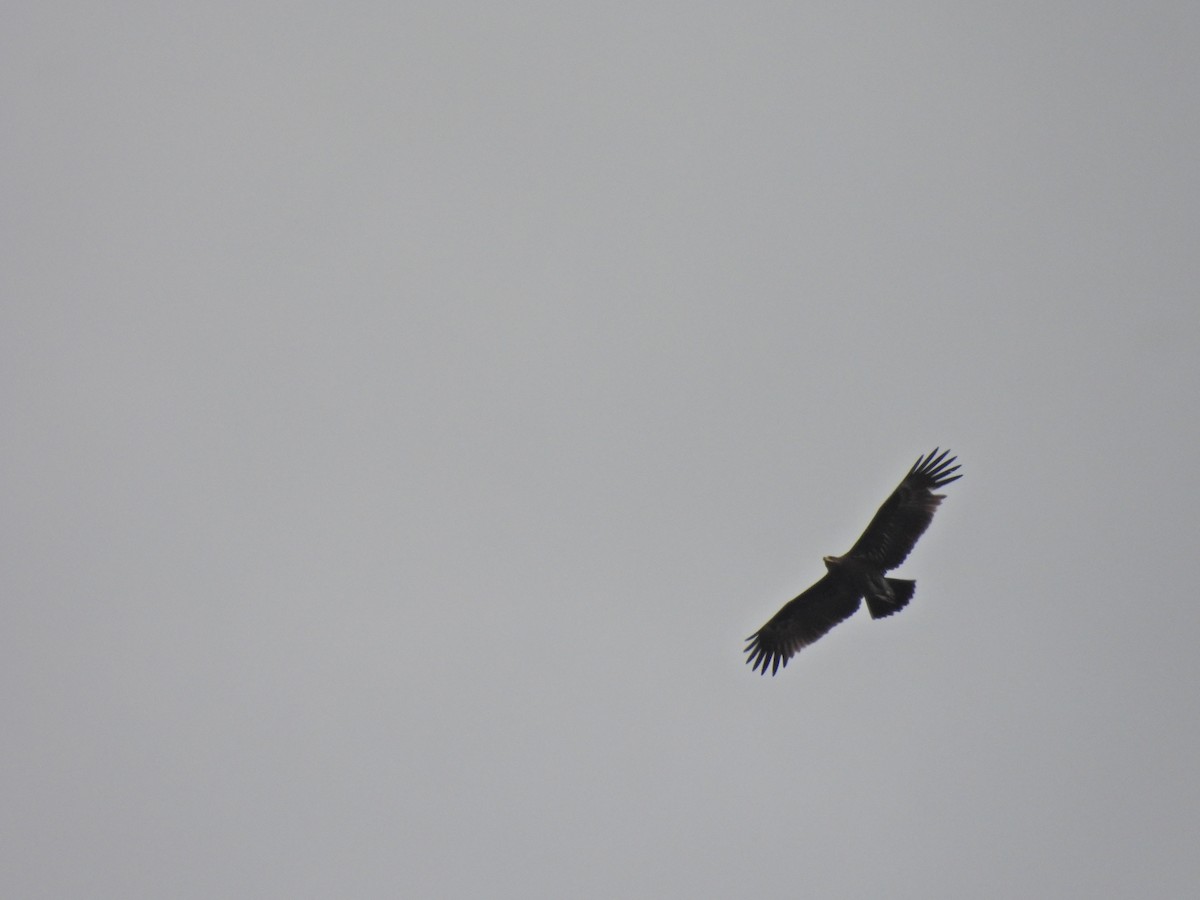 diurnal raptor sp. - ML645500608