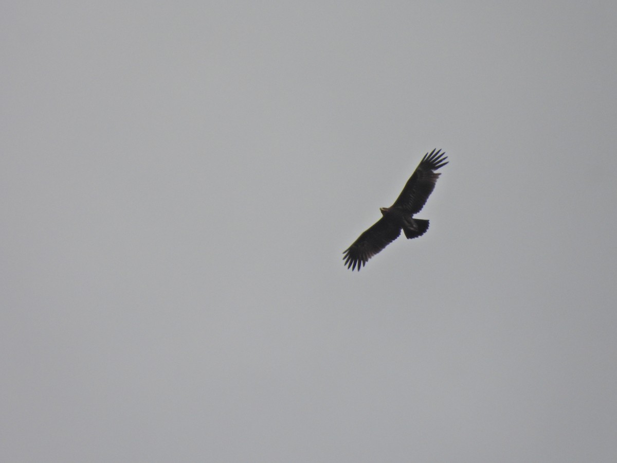 diurnal raptor sp. - ML645500609