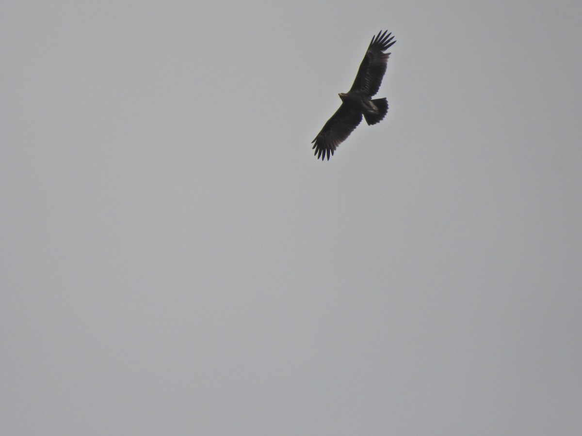 diurnal raptor sp. - ML645500611