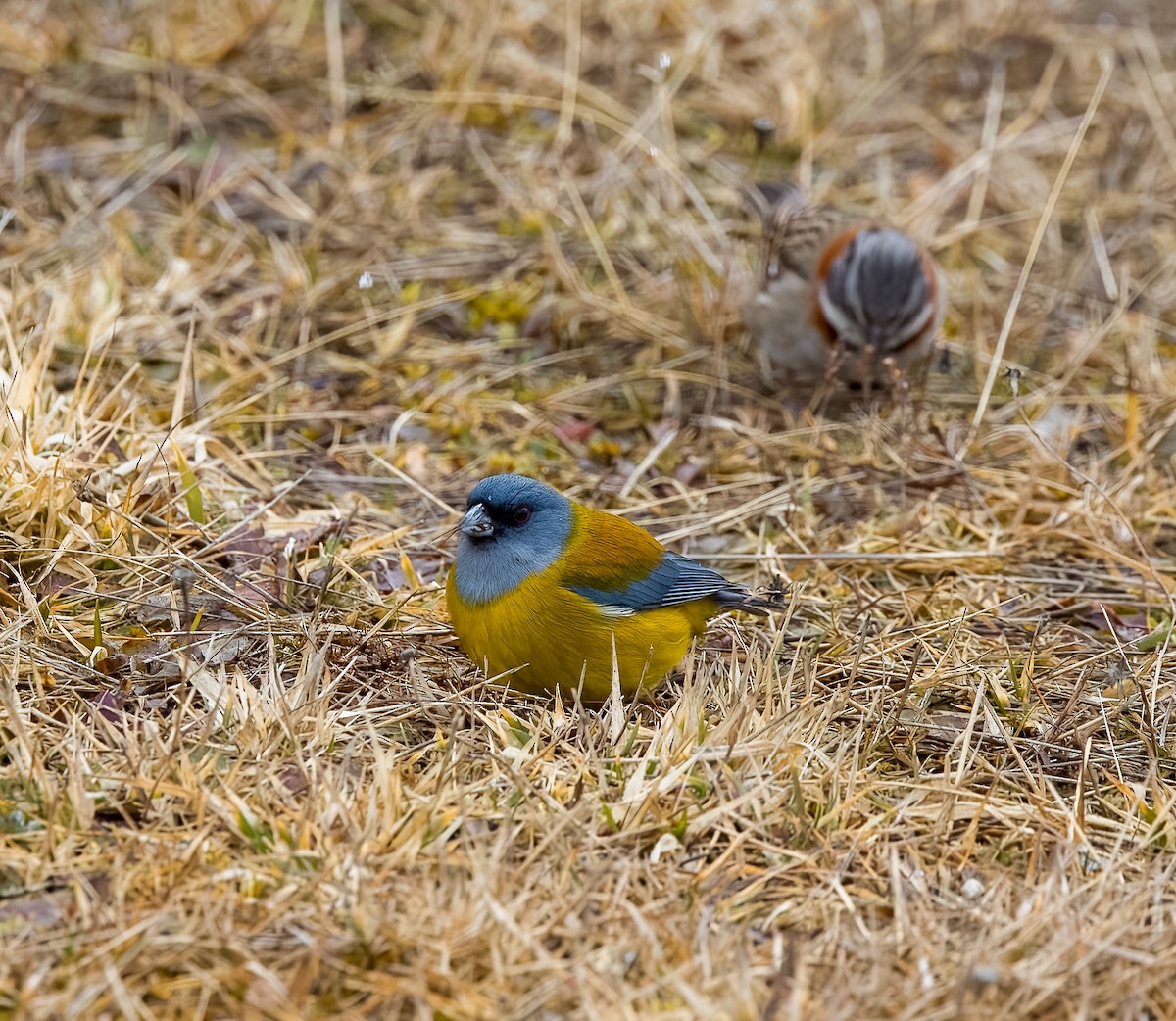 Patagonian Sierra Finch - ML645500616