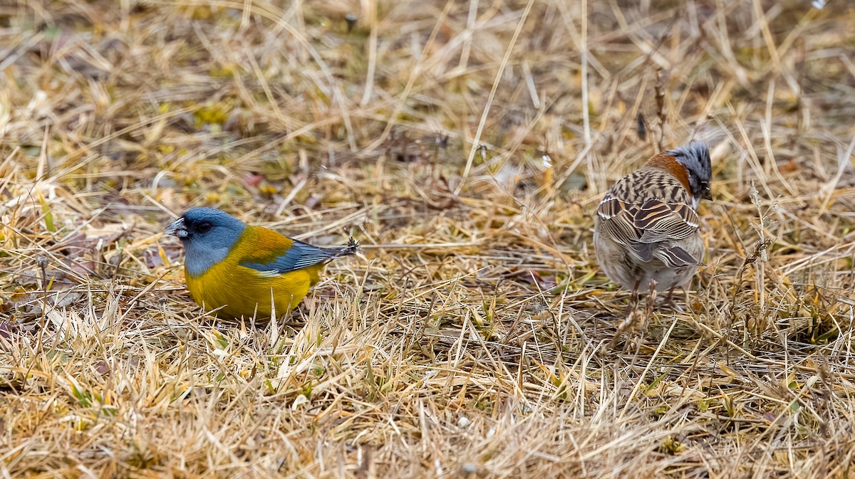 Patagonian Sierra Finch - ML645500617