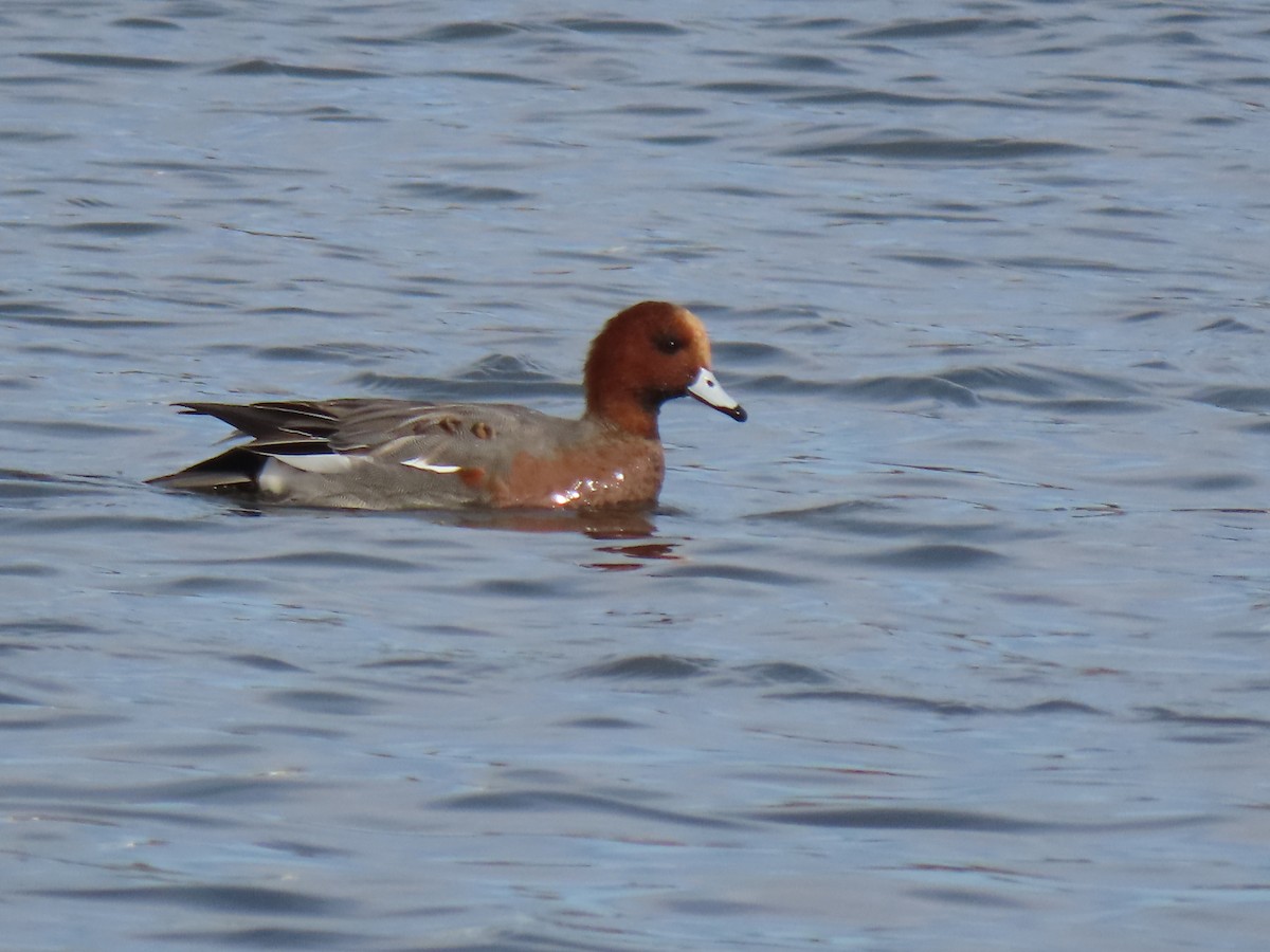 Eurasian Wigeon - ML645500623