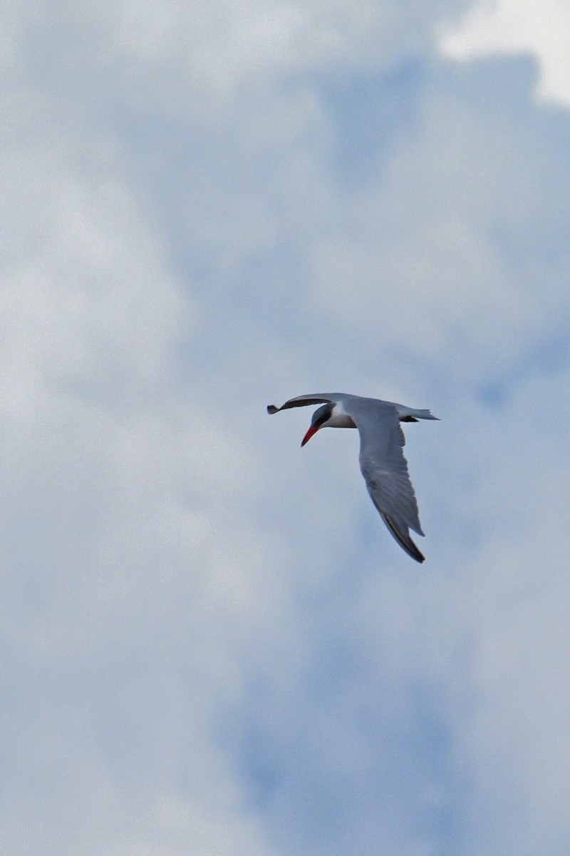 Caspian Tern - ML645500625
