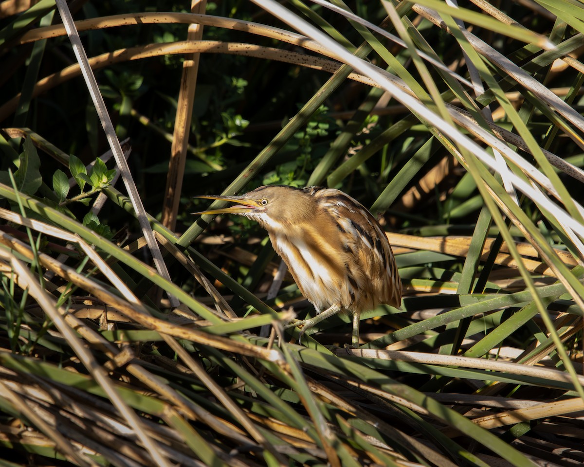 Stripe-backed Bittern - ML645500630
