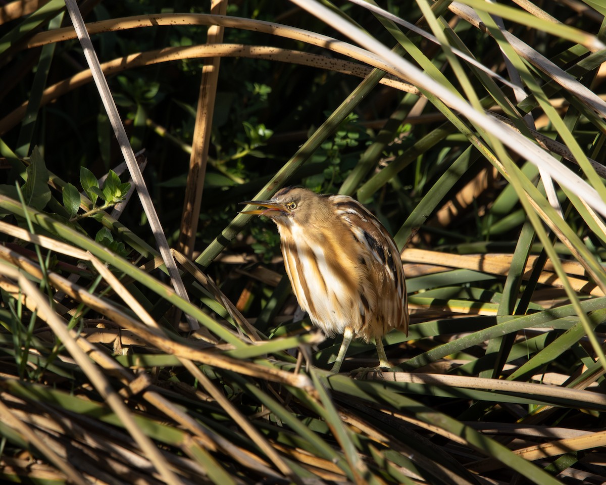 Stripe-backed Bittern - ML645500631
