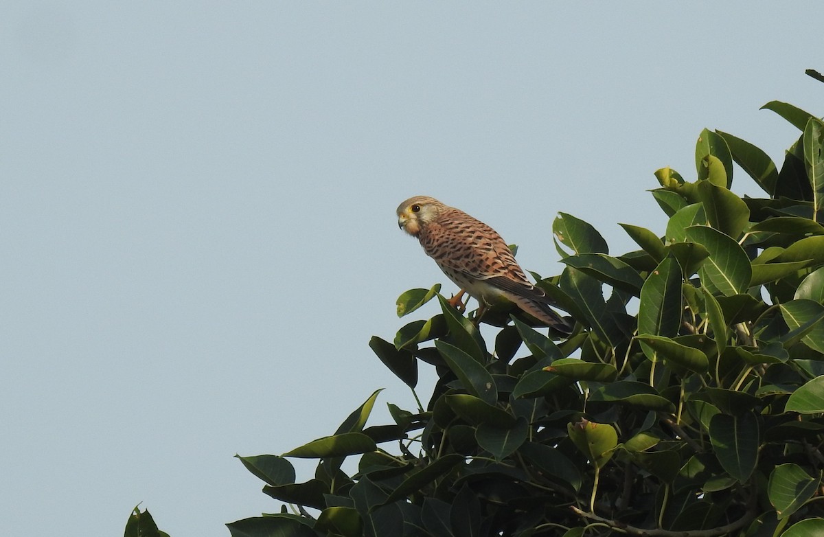 Eurasian Kestrel - ML645500643