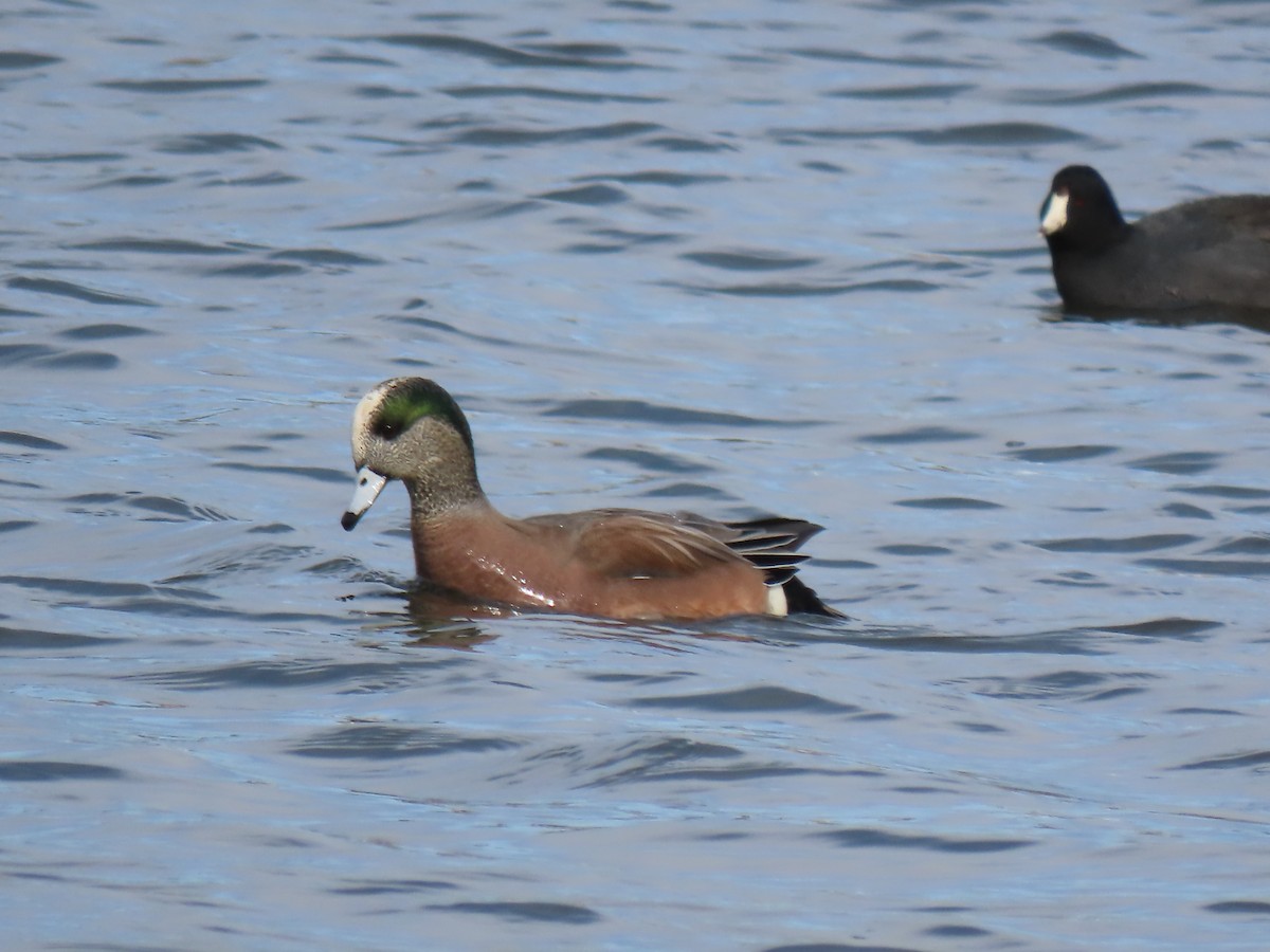 American Wigeon - ML645500644