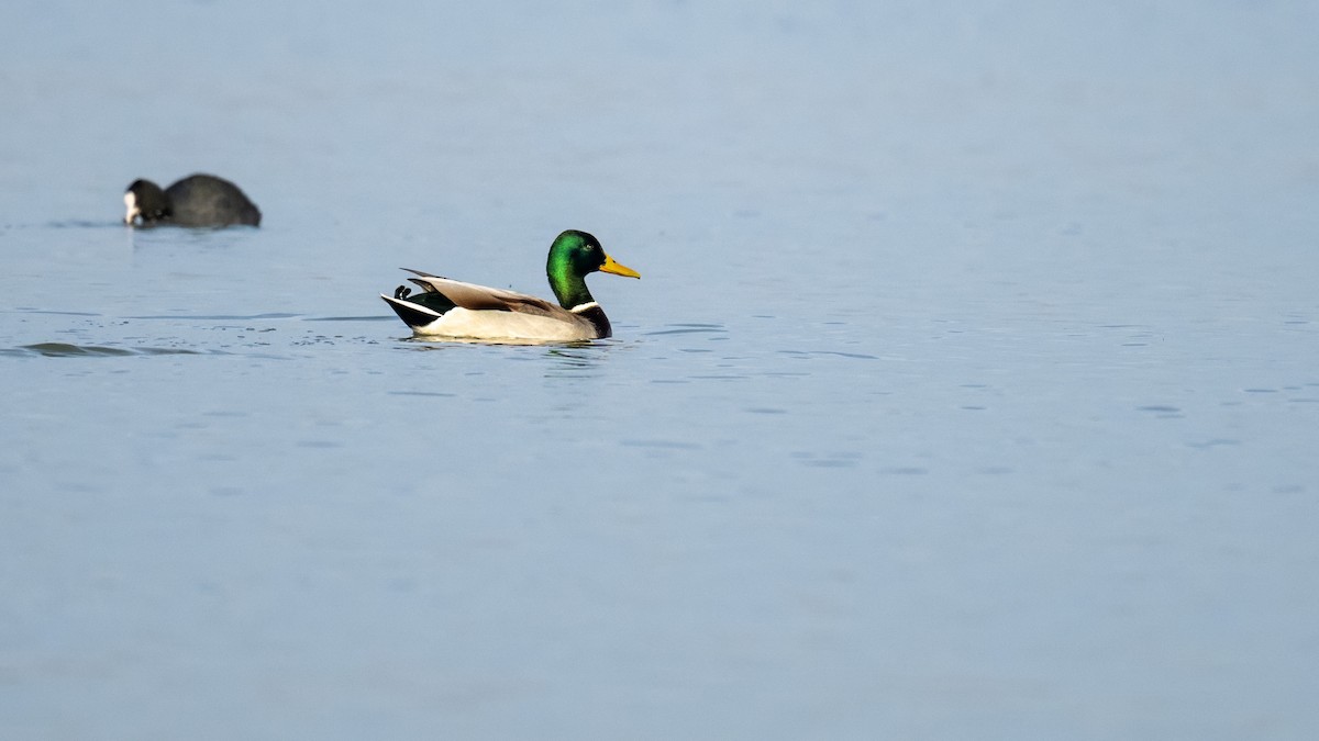 Mallard - ML645500648