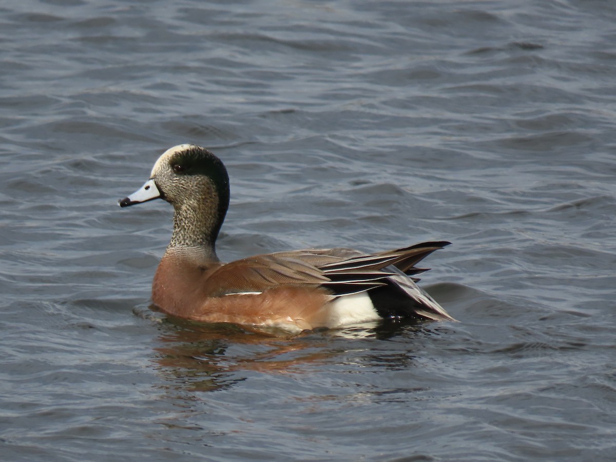 American Wigeon - ML645500649