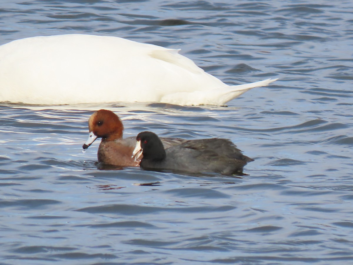 American Coot - ML645500657