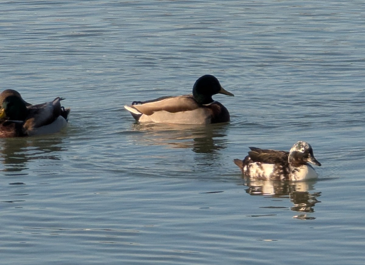 Basahatea (etxekoa) - ML645500658