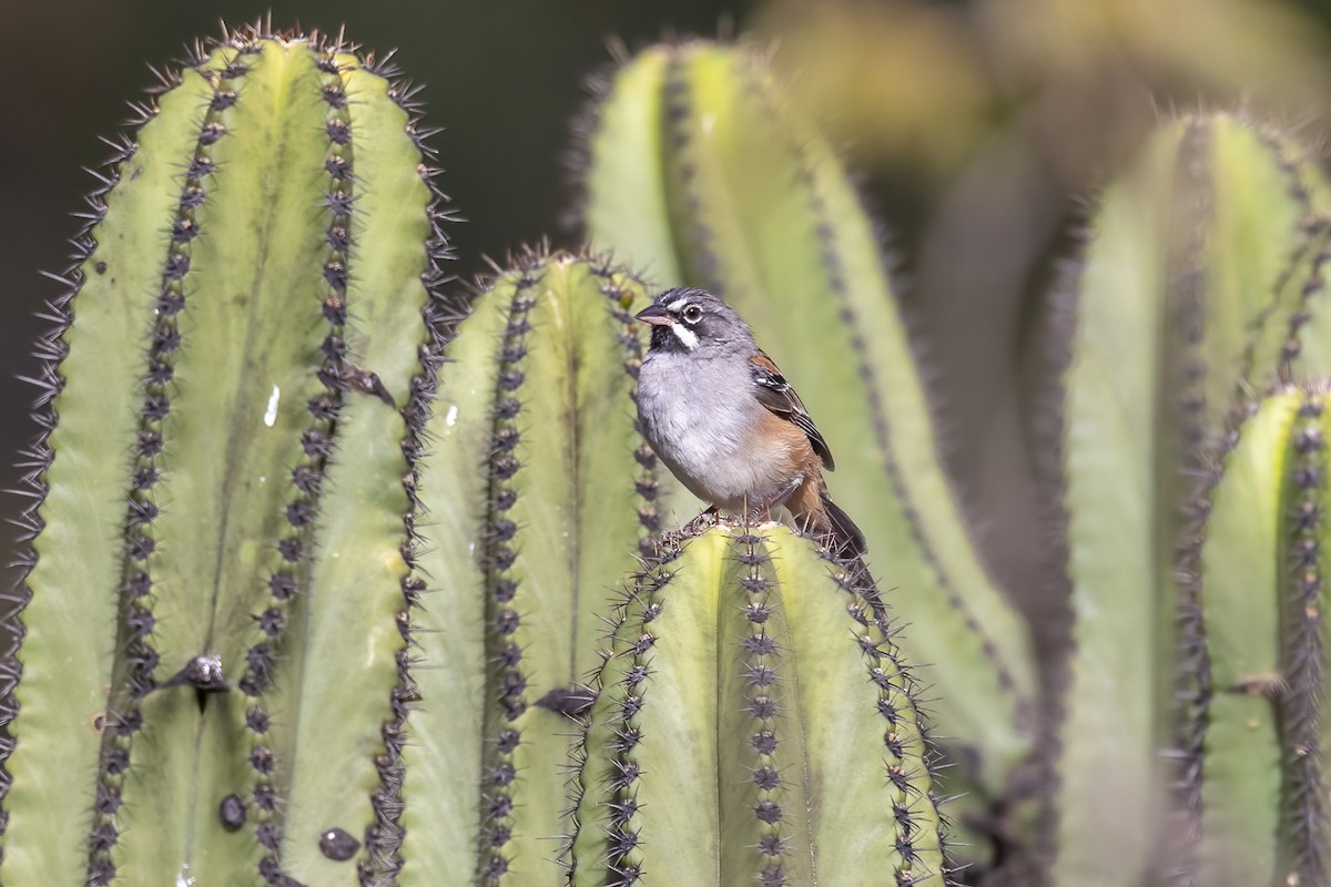 Gözlüklü Serçe - ML645500661