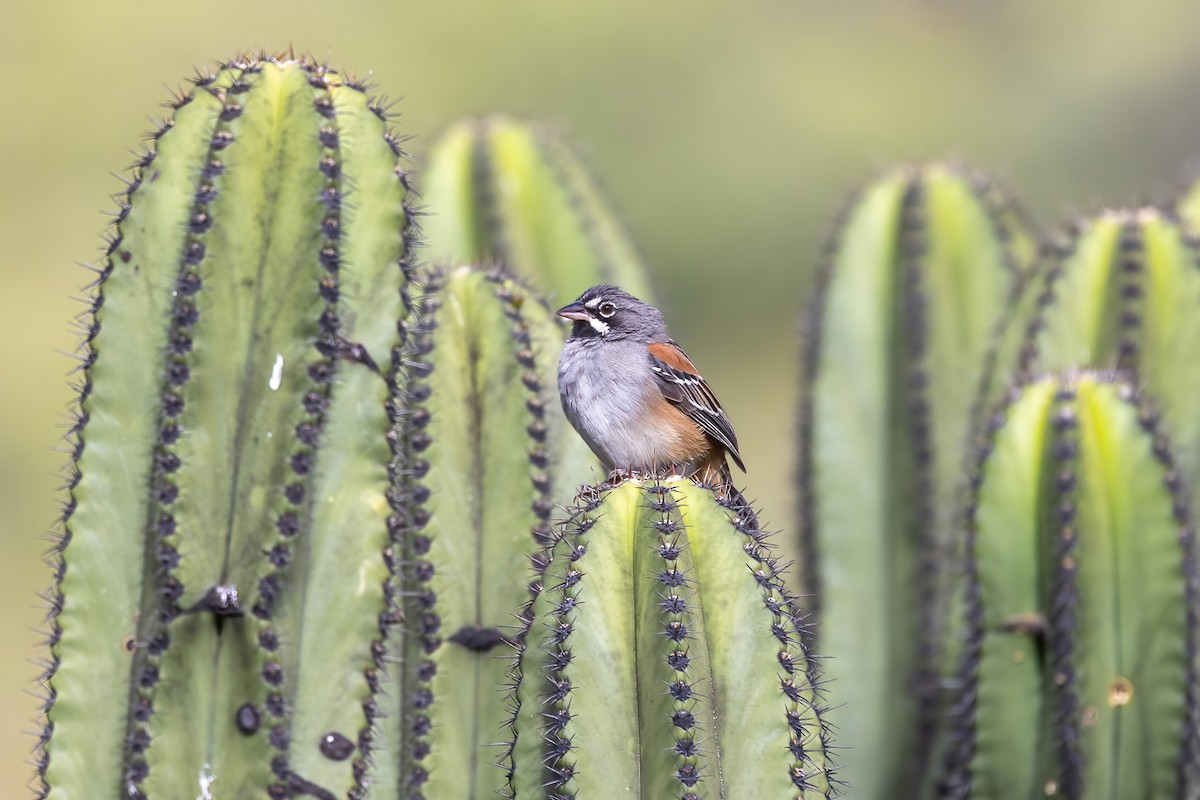 Gözlüklü Serçe - ML645500662