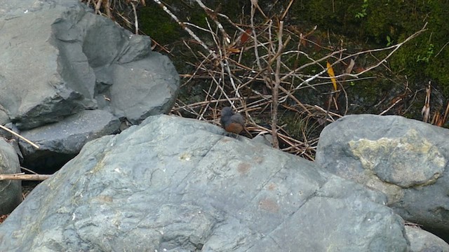 Luzon Redstart - ML645500663