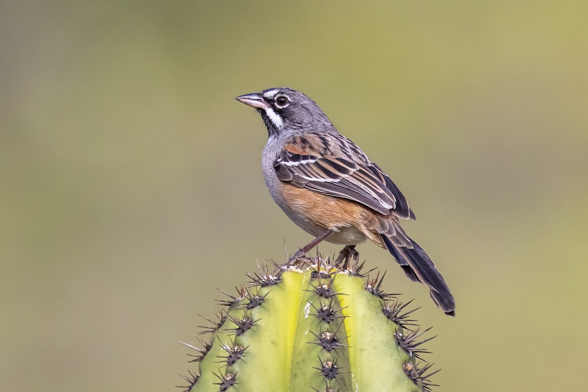 Gözlüklü Serçe - ML645500665