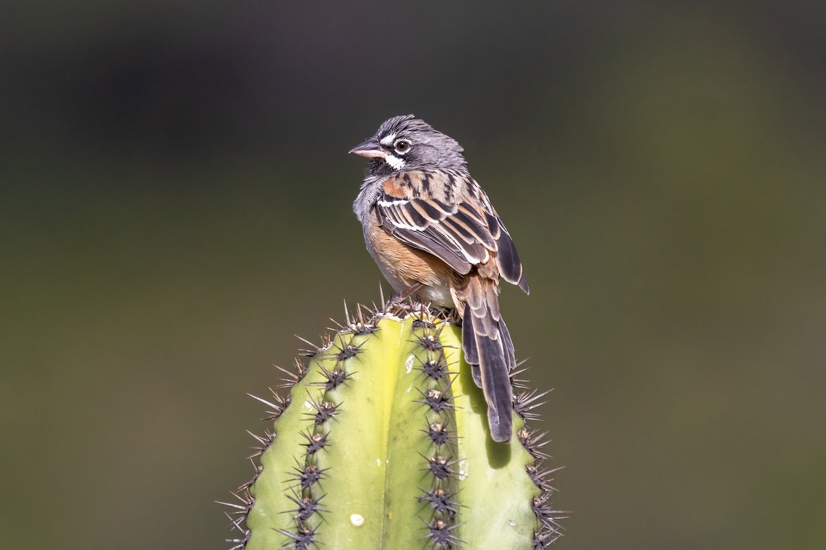 Gözlüklü Serçe - ML645500666