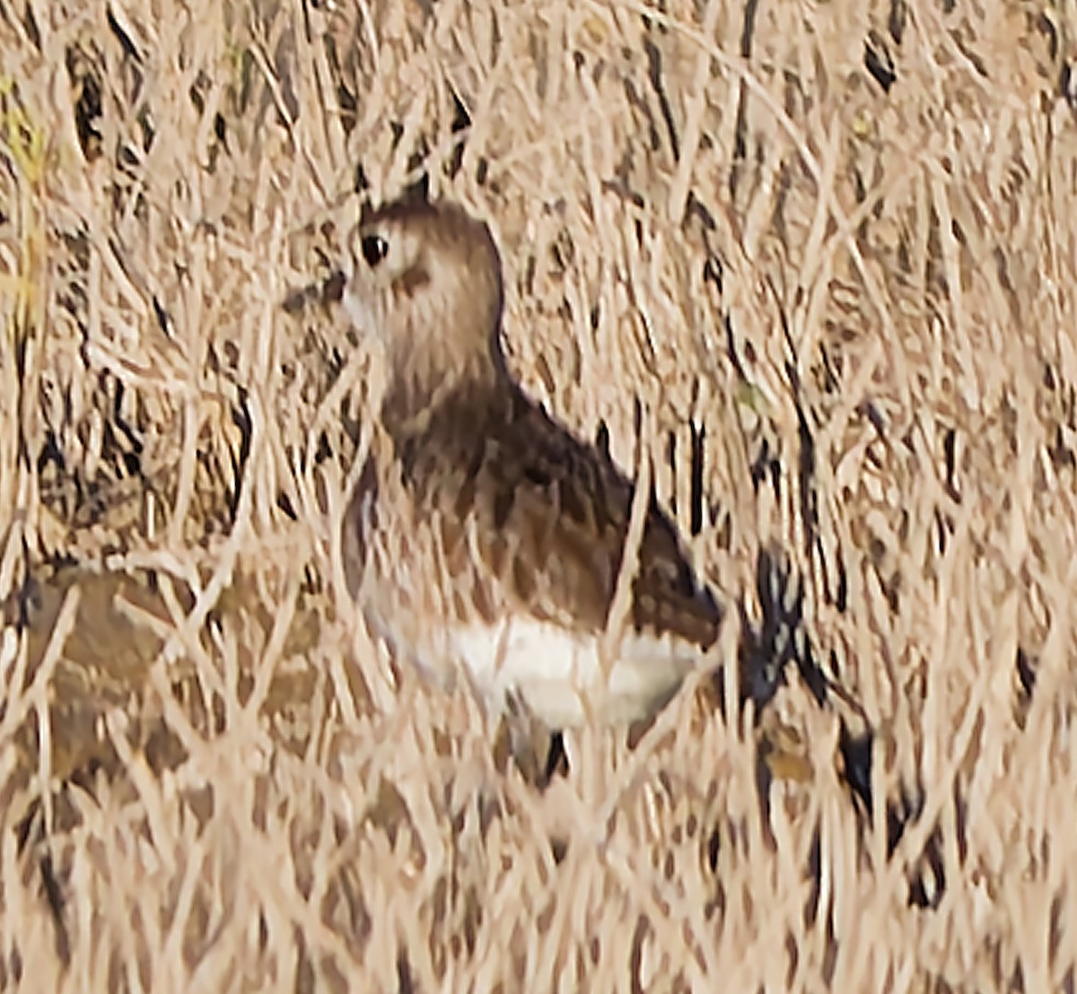 Black-bellied Plover - ML645500679