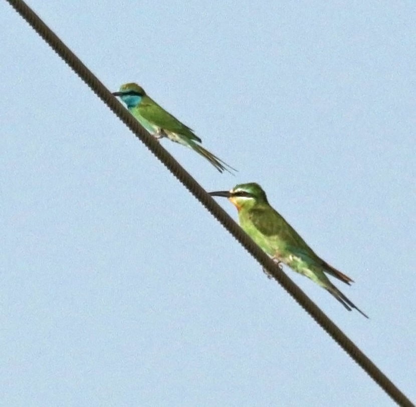 שרקרק ירוק - ML645500681