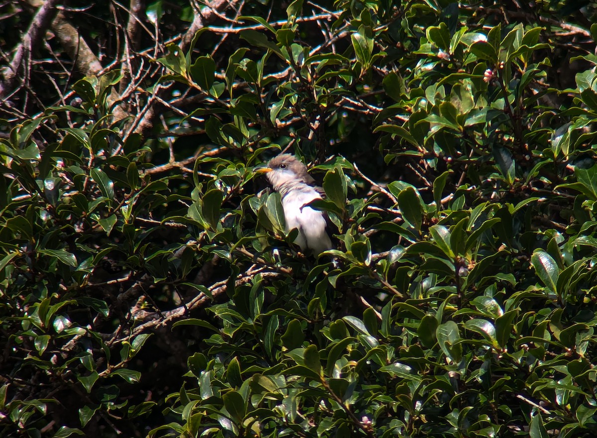 Yellow-billed Cuckoo - ML645500685
