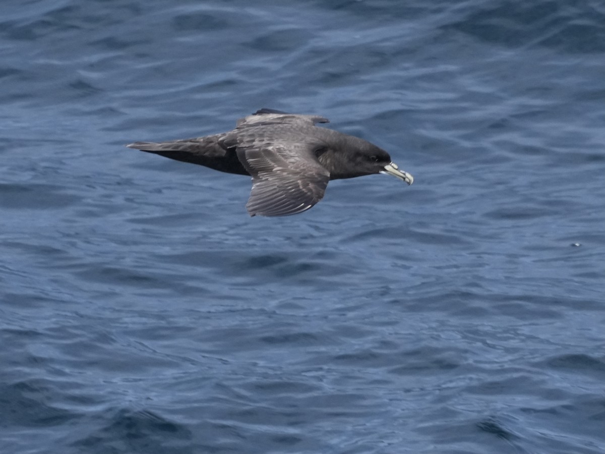 Beyaz Gıdılı Yelkovan - ML645500694