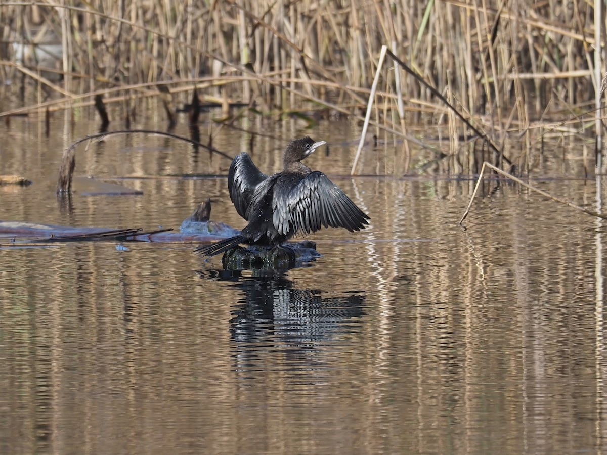 Pygmy Cormorant - ML645500703