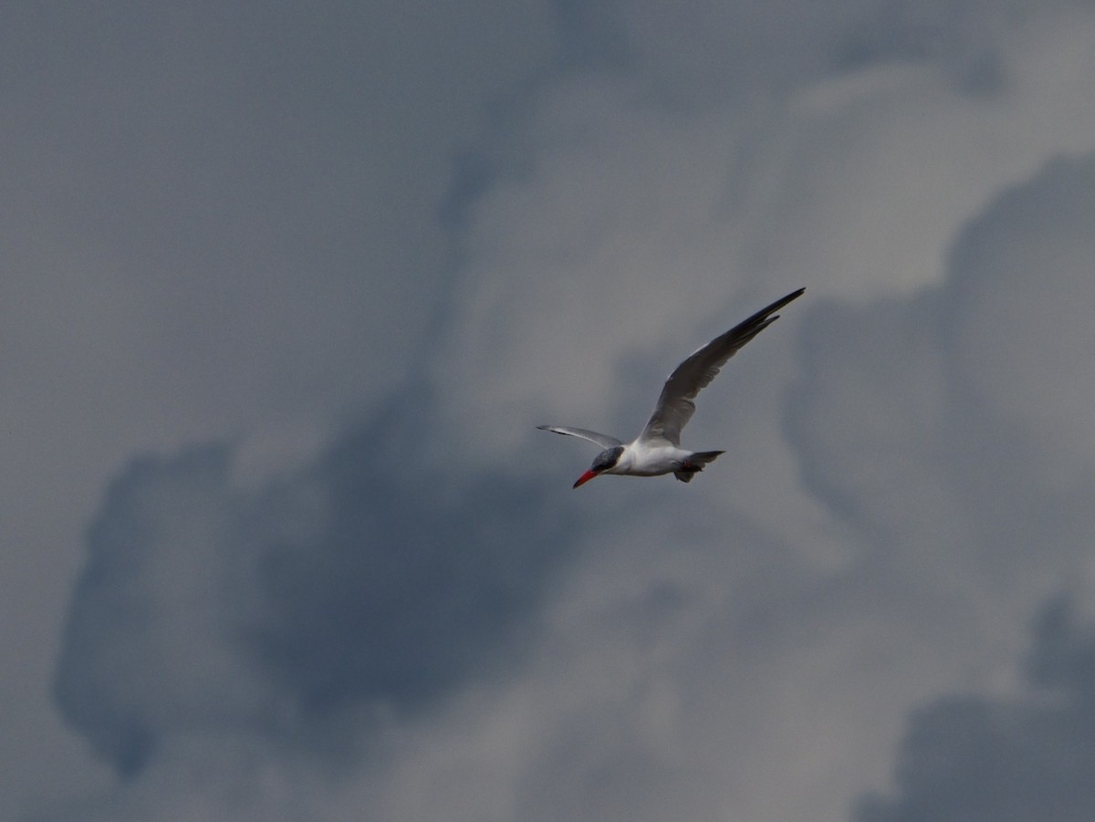 Caspian Tern - ML645500704