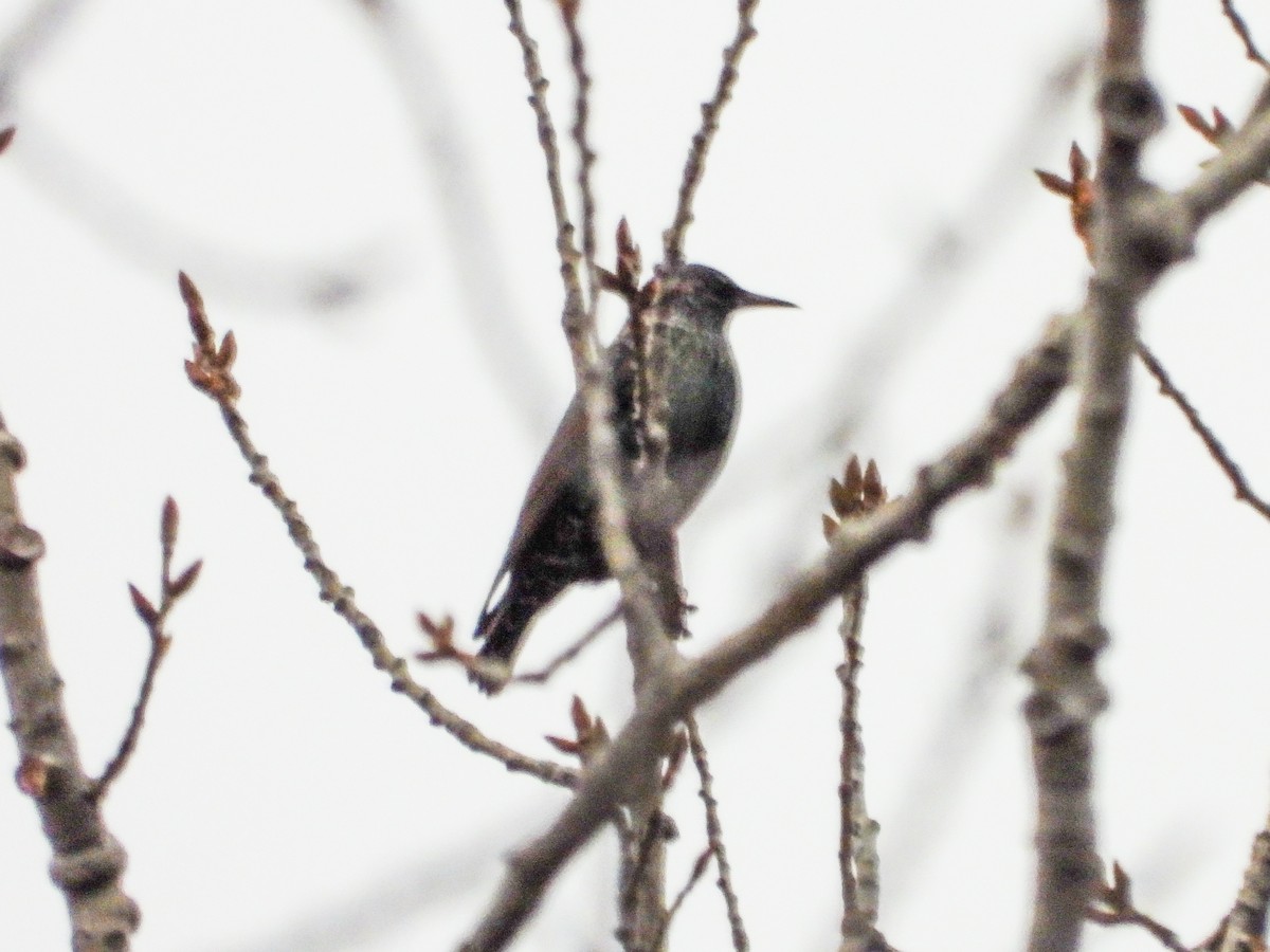 Шпак звичайний - ML645500708