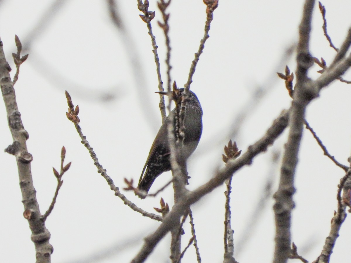 Шпак звичайний - ML645500709