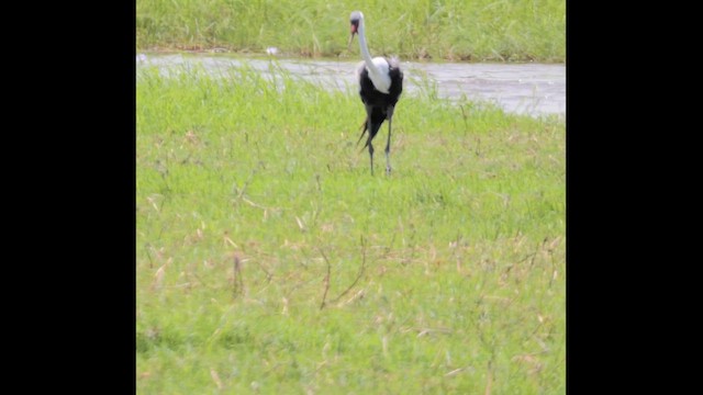 Wattled Crane - ML645500711
