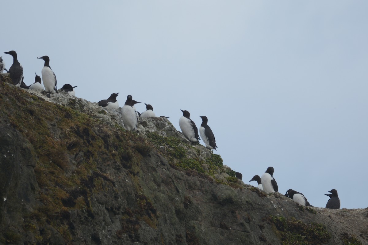 Common Murre - ML645500712