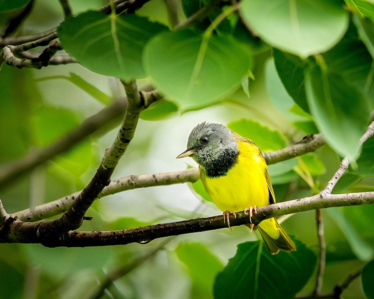 Цитринка чорновола - ML645500726