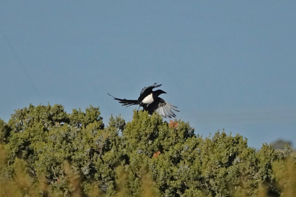 straka americká - ML645500728