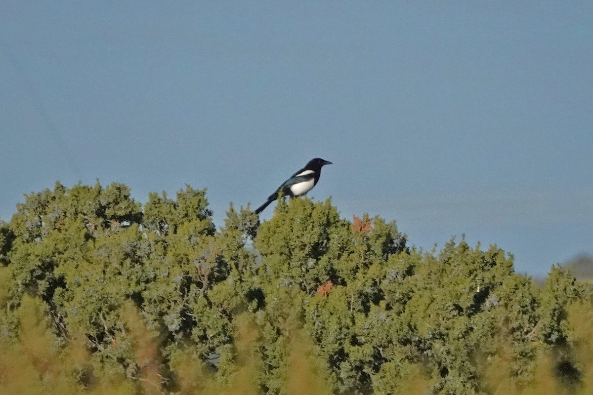 straka americká - ML645500729