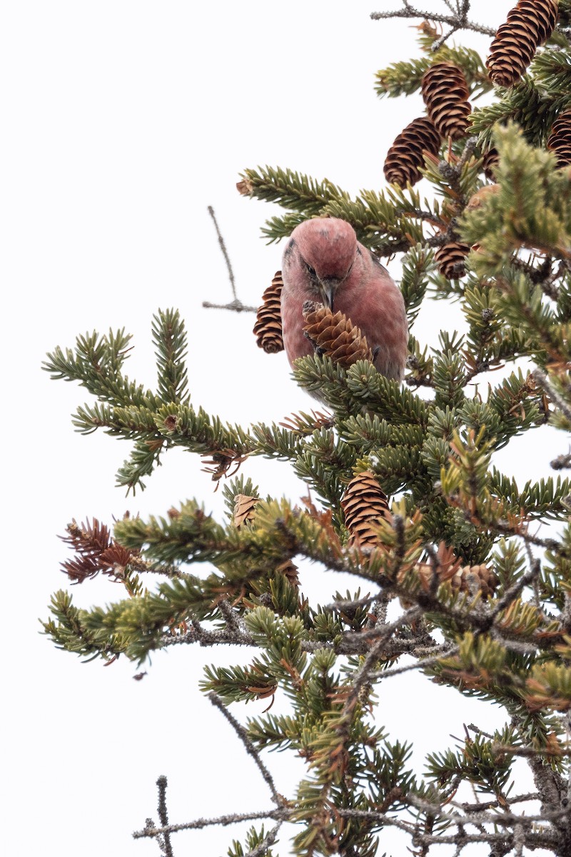 båndkorsnebb - ML645500731