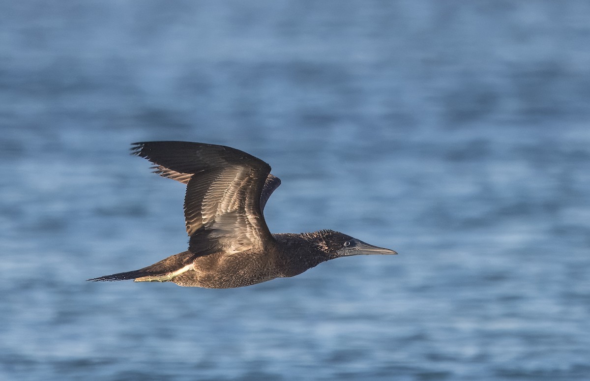 Cocos Booby - ML645500770