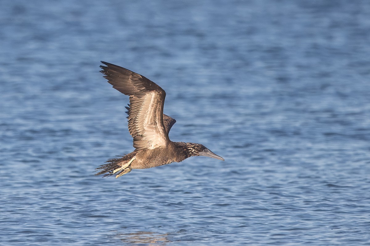 Cocos Booby - ML645500771