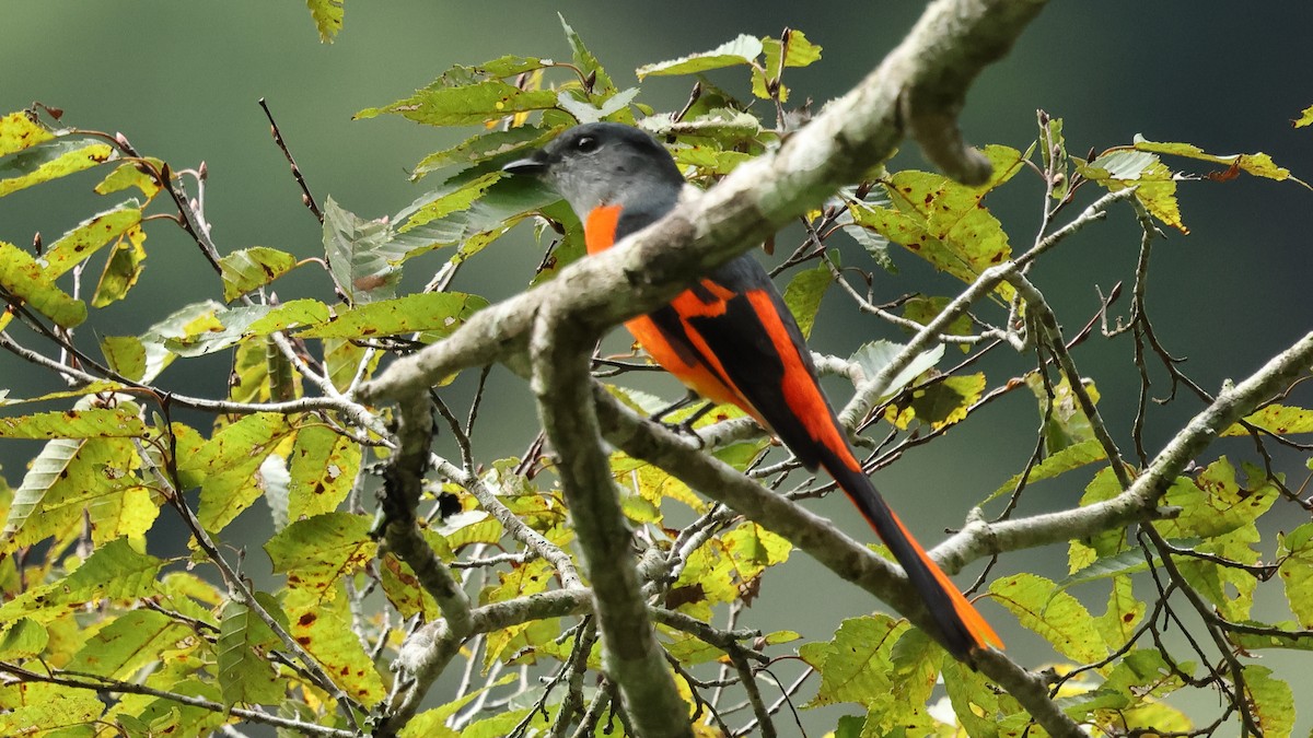 Личинкоїд сірощокий - ML645500789